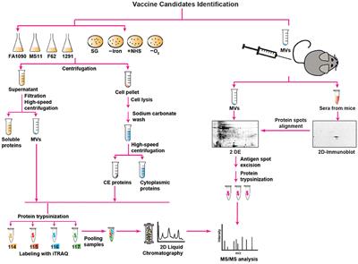 Proteomics, Bioinformatics and Structure-Function Antigen Mining For Gonorrhea Vaccines